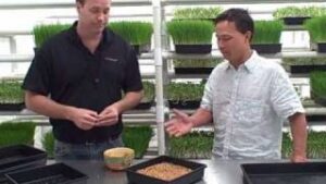 How to grow Wheatgrass and other Green Sprouts indoors - Got Sprouts? (Thumbnail)