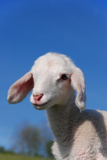 Agneau représentant le Sauveur qui ôte le péché du monde, sur un fond de ciel bleu, avec des arbres floutés au bord d’un champs, dans la campagne.
