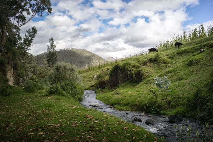 countryside creek with cows