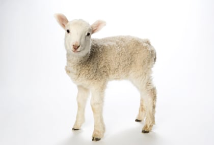baby lamb