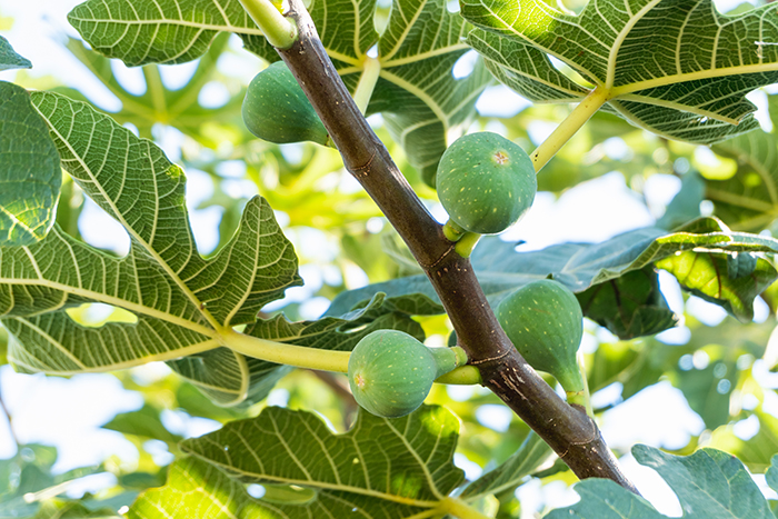 fig-tree