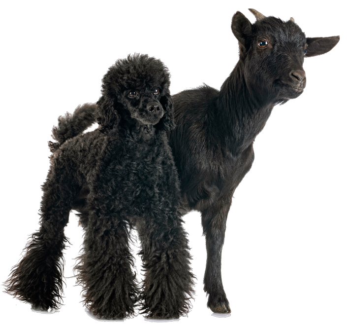 goat and dog 