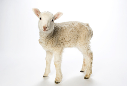 baby lamb