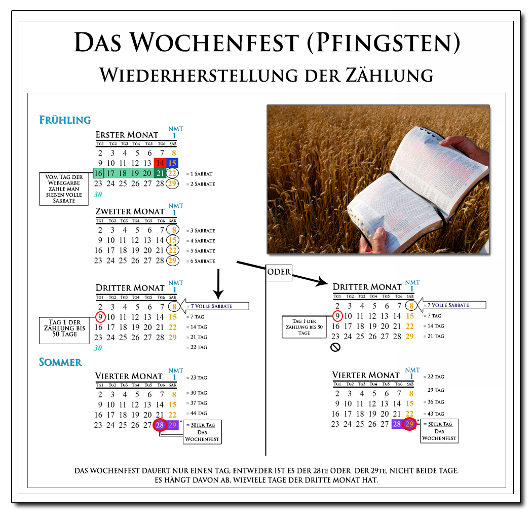 Diagramm, dass die Zählung bis Pfingsten darstellt:7 lunare Sabbate + 50 Tage, die ab dem Tag der Webegarbe gezählt werden
