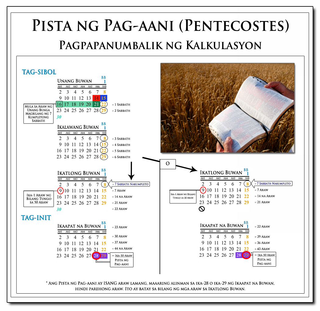Tsart na ipinapakita ang bilang sa Pentecostes: 7 Lunar Sabbath + 50 Araw, Bilang mula sa Bigkis na Ani