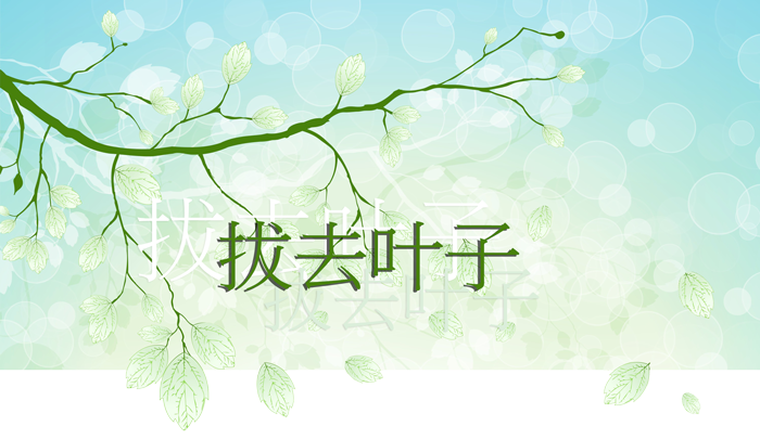 拔去叶子