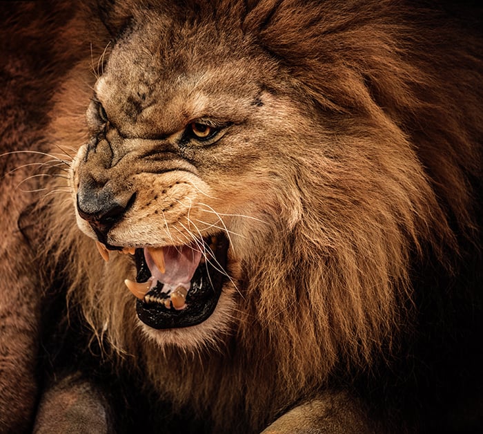 roaring-lion
