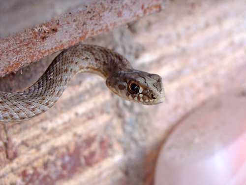 Serpiente or Culebra