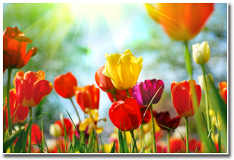 blommor