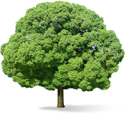 Strategia Iezuită: Ascunde Sabatul Lunar şi Pământul Plat! image