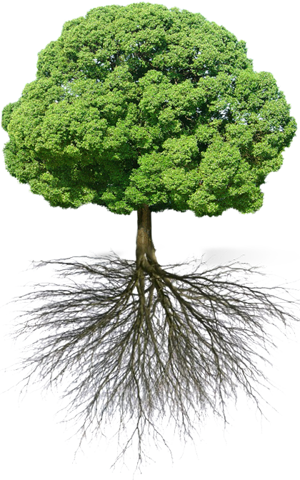 tree with roots