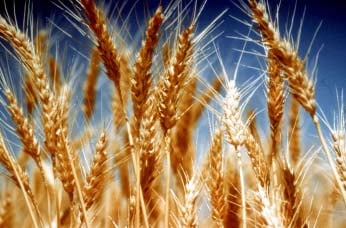 trigo