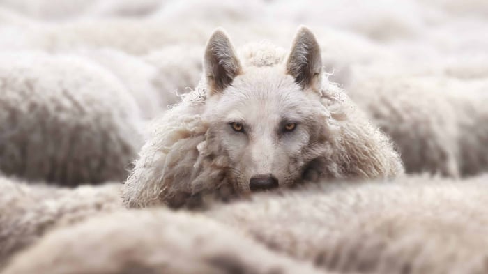 wolf-in-sheeps-clothing