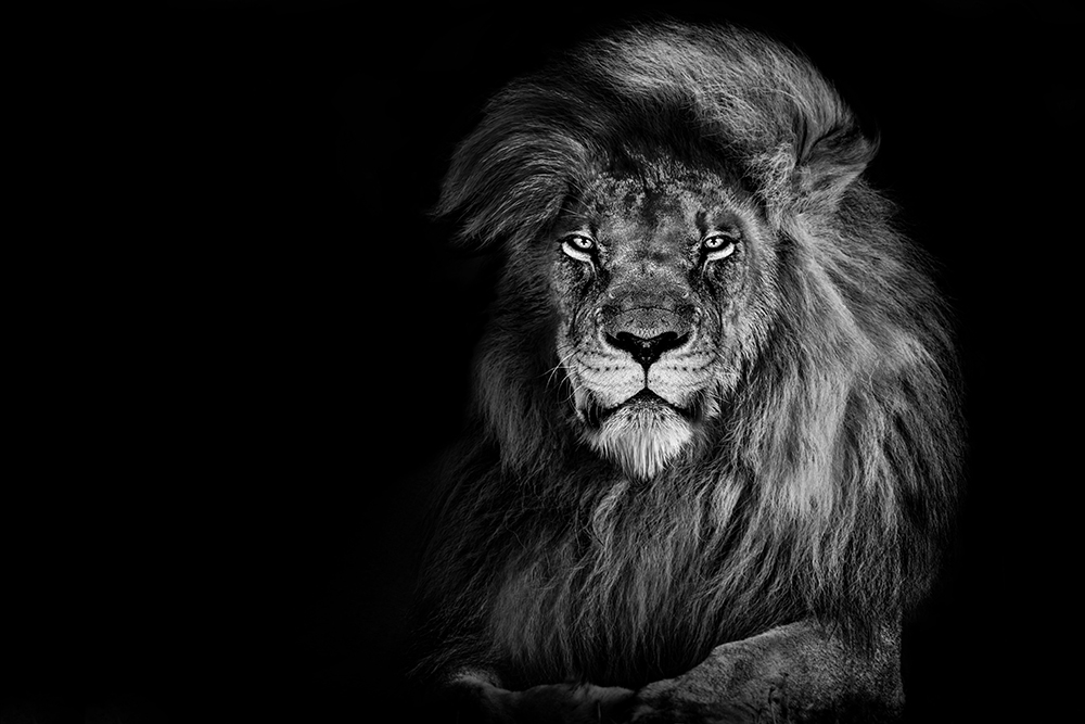 lion
