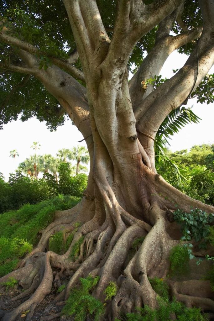 mulberry tree