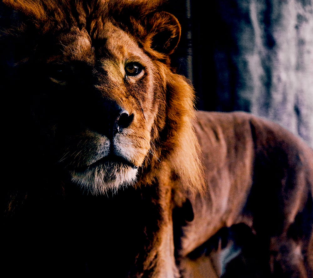 majestic-lion