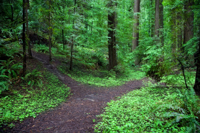 forest cross roads