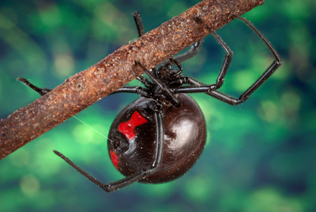 păianjenul văduva neagră