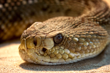 tête de serpent crotale, yeux ouverts, rampant sur le sol