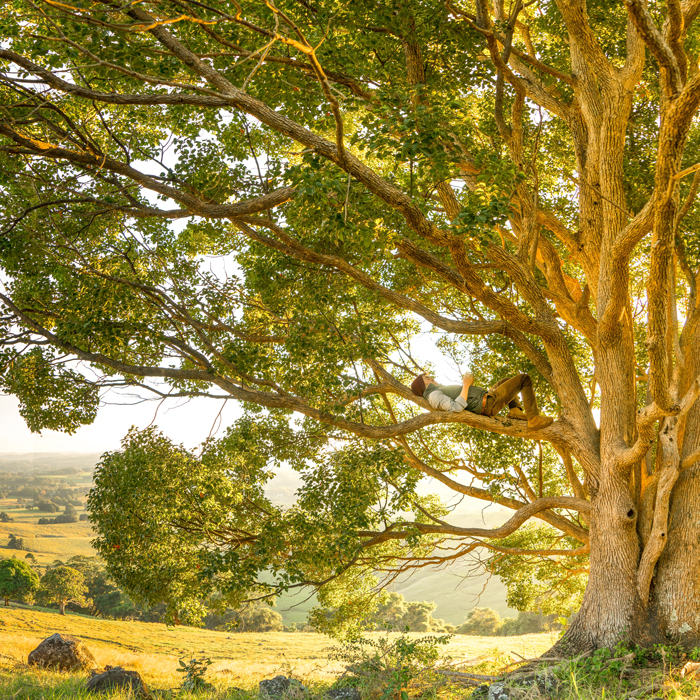 un gars, jeune homme, perché sur un arbre, couché sur la branche d’un grand arbre magnifique et majestueux, dans la campagne, au milieu des champs dorés et ondulants, à la forêt éparse, sous les rayons reflets du soleil