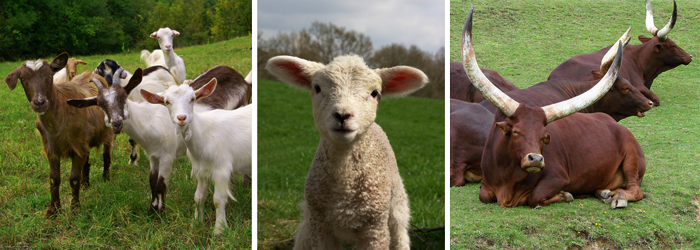 Clean livestock - goats - lamb - cow