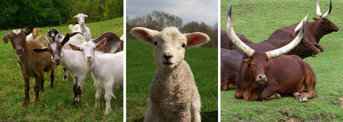 Petit bétail - chèvres, boucs, chevreau, mouton, agneau; et gros bétail - vache, bœuf