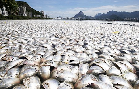 tusentals döda fiskar uppspolade på havsstrand
