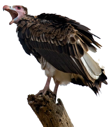 Griffon Vulture
