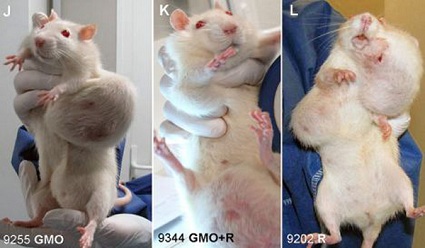 ratas con tumores grandes causados ​​por el gobierno de maíz modificados