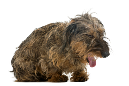 un chien retourne à ses propres vomissements; le chien est retourné à ce qu’il avait vomi.