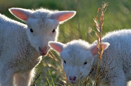 two young lambs