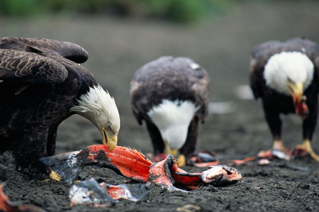 eagles feeding on a carcase