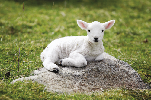 Lamb of Yahuwah