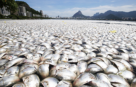 thousands of dead fish washed up on the sea shore