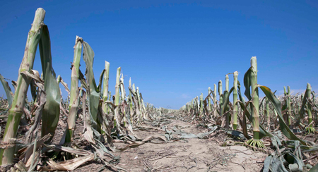 corn field showing signs of severe drought