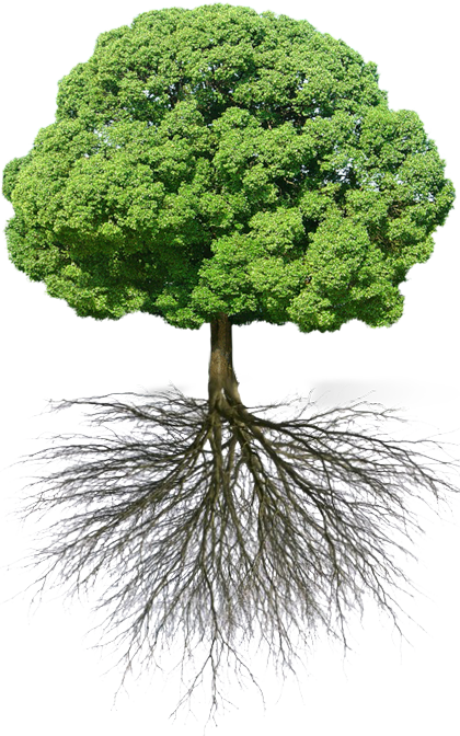 Grand arbre vert feuillu et lumineux, avec des racines, un système racinaire profond impressionnant, aussi large que la partie visible de l’arbre 