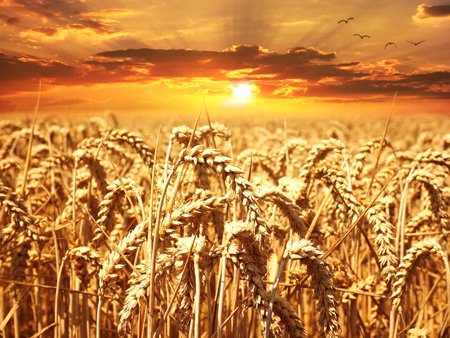 wheat field at sunset