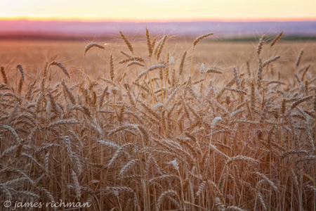 wheat field (Image used by permission of James Richman)