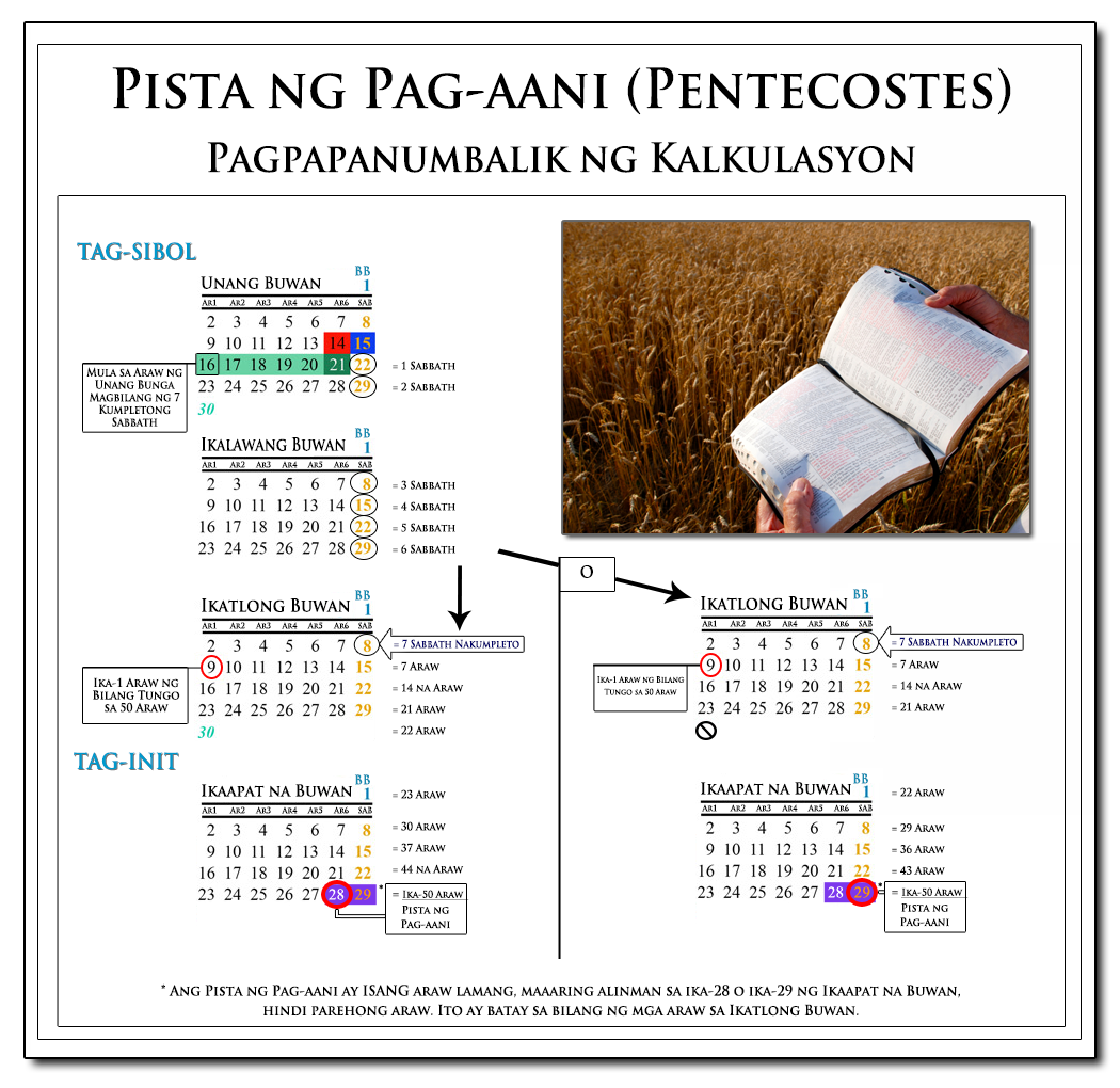 Tsart na ipinapakita ang bilang sa Pentecostes: 7 Lunar Sabbath + 50 Araw, Bilang mula sa Bigkis na Ani