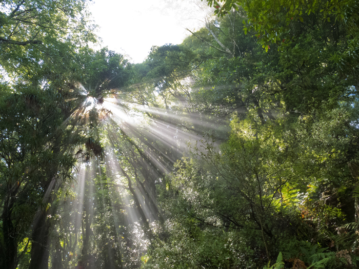 lumière des rayons du soleil à travers les feuilles et branches des arbres dans la forêt.