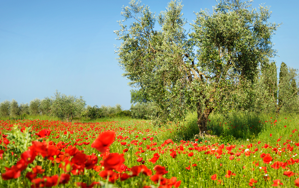 olyfboom met rooi papawers