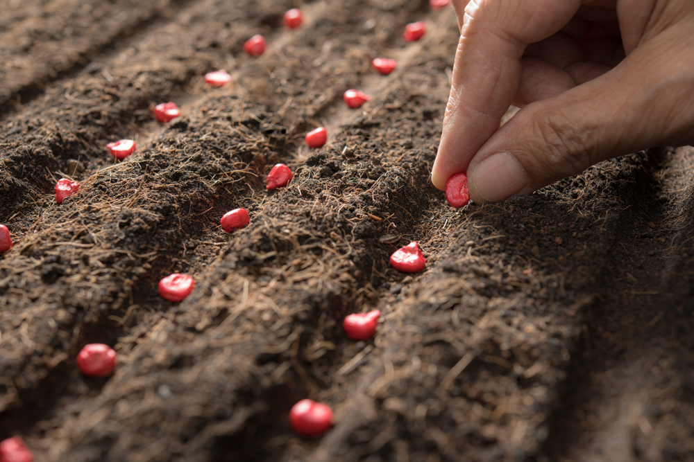 plantando sementes