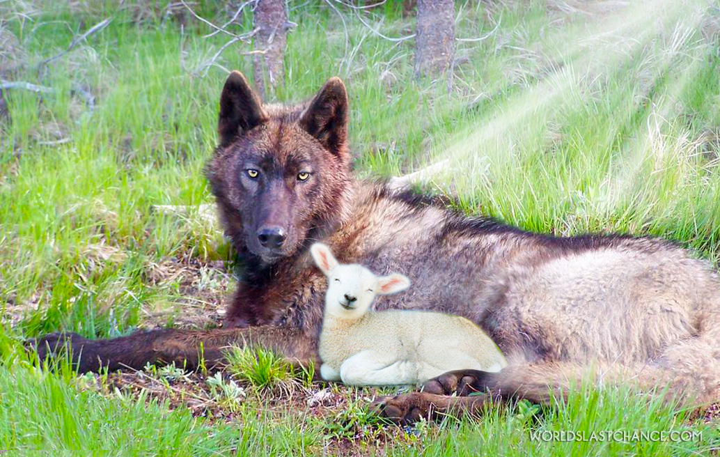 lobo at kordero