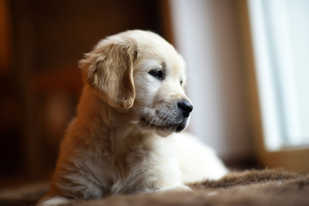 câțelus Golden Retriver