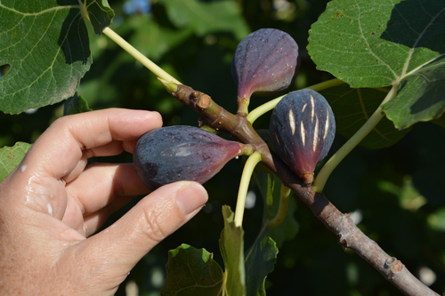 picking-ripe-figs