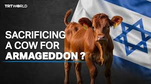 Jews Prepare to Slaughter Red Heifers to Fulfill Prophecy