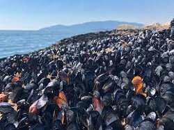 Extreme heat cooked mussels, clams and other shellfish alive on beaches in Western Canada