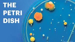 We Are The Petri Dish For Big Pharma
