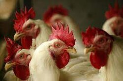 US Bird Flu Outbreak Officially Becomes Worst On Record