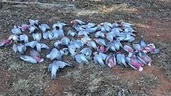 100 Million Dead Birds Are Just The Beginning, Because This Pestilence Is Far From Over…